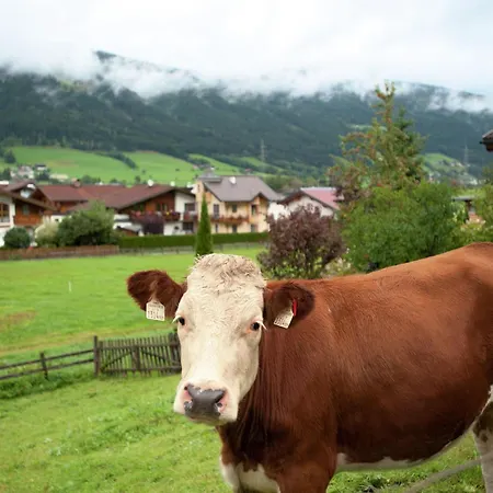 Near The Area In The Salzburg Region