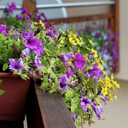 Near The Area In The Salzburg Region Apartamento *